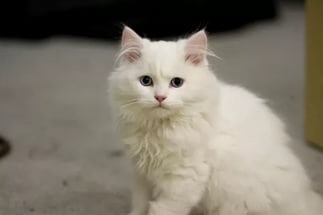 Кот поэтессы