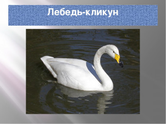 Иван и лебедь Кликун Тоша