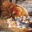 Курино - кошачья дружба