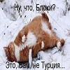 Блоха