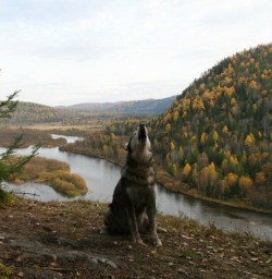 Ностальгия