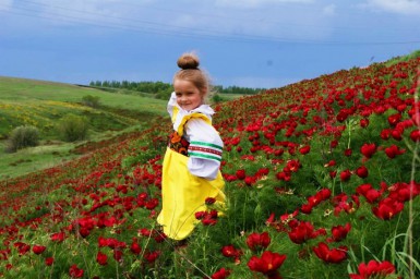 Дикие пионы