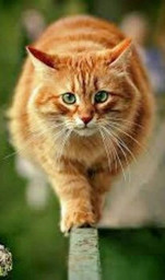 Котик полосатый