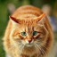 Котик полосатый