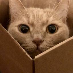 Кошкины сказки
