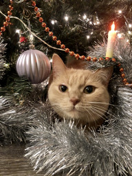 Стихи про кошку