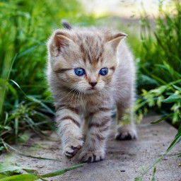 Кошка приходит. Глава первая. Кошка