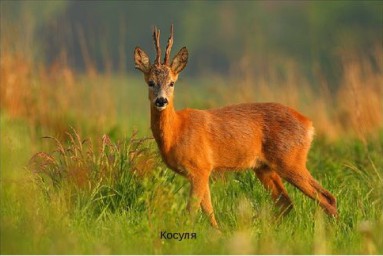 Быть счастливым счастьем других