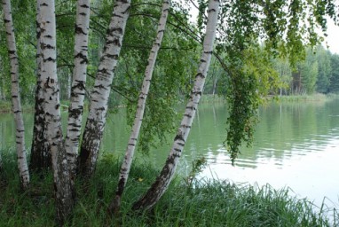 У родных берёз...