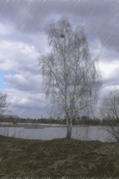 Ветер и берёза