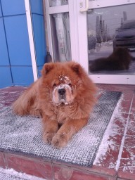 Ахрентий