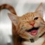 НЕПОСЛУШНЫЙ КОТИК