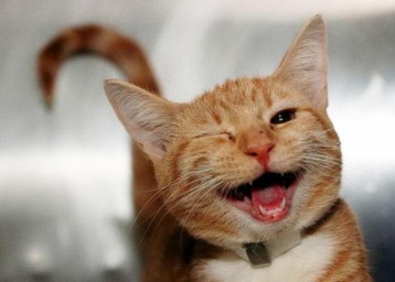 НЕПОСЛУШНЫЙ КОТИК