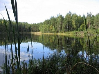С утра в туман