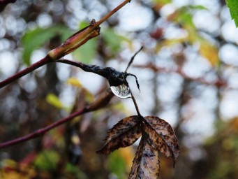 Опять приблизилась зима
