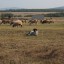 Вижу облако - летящего дракона