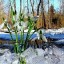 Лесной ручеёк (весенняя сказка)
