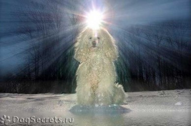 Собачье Сердце 1-4