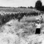 Гады треклятые