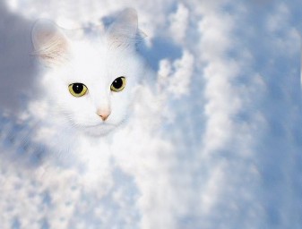 Умирала кошка