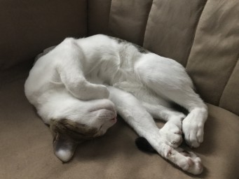 Котенок