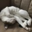 Котенок