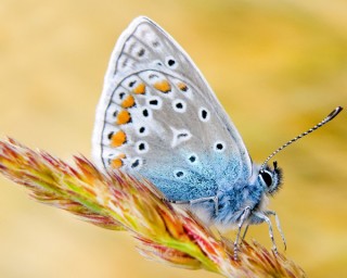 Мотылек