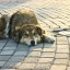 Бездомный пёс