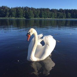Лебединое