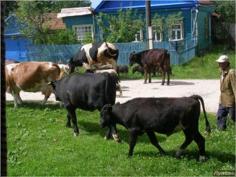 Пастух