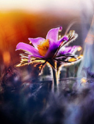 ​---Природа весны---