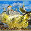 ​---Вербное---
