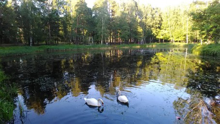 Старый парк