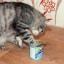 Глава 3. КОТЫ – ТОЖЕ ЛЮДИ.