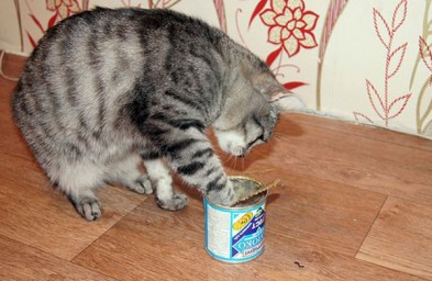 Глава 3. КОТЫ – ТОЖЕ ЛЮДИ.