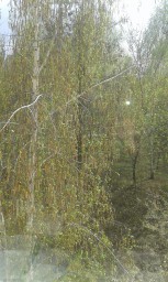 Тень лета Тень лета
