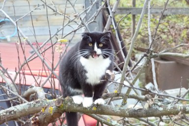 Котовирус