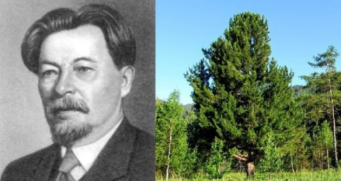 Кедр Кедр