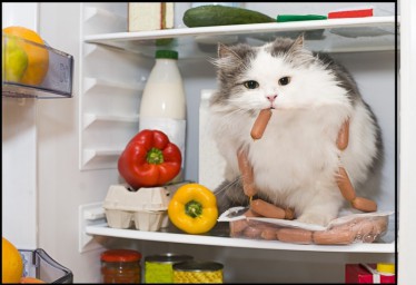 Кот гурман.