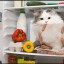 Кот гурман.