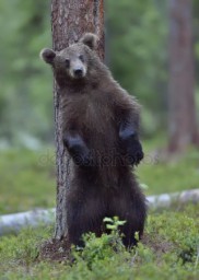 Самокат
