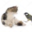 Котенок