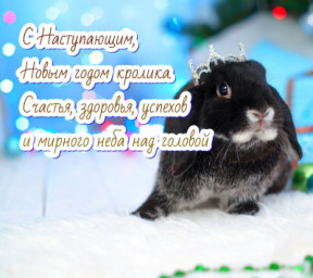 Бал Кролика! Бал Кролика!