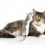 Кошки мышки