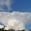 Боровик