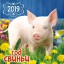Год СВИНЬИ