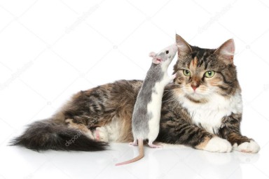 Кошки мышки