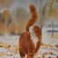 Рыжий кот