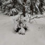 Январское лесное