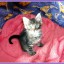 КОТЁНОК